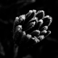 LrD113-0594_B