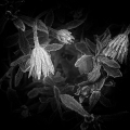 LrD113-0739_B