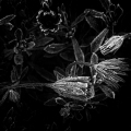 LrD113-0741_B