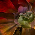Ps2D113-0557_0572