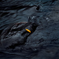 Co0085-09