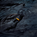 Co0085-09