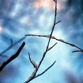 0712-17_4 - Whispers of Ice