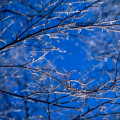 0716-02svhd_2 -Whispers of Ice