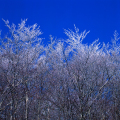 Co0715-03 - Montseny Awakens