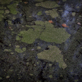 CoD096-4993_2