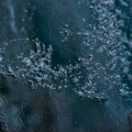 CoD098-5649_2