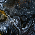 LrD098-5782