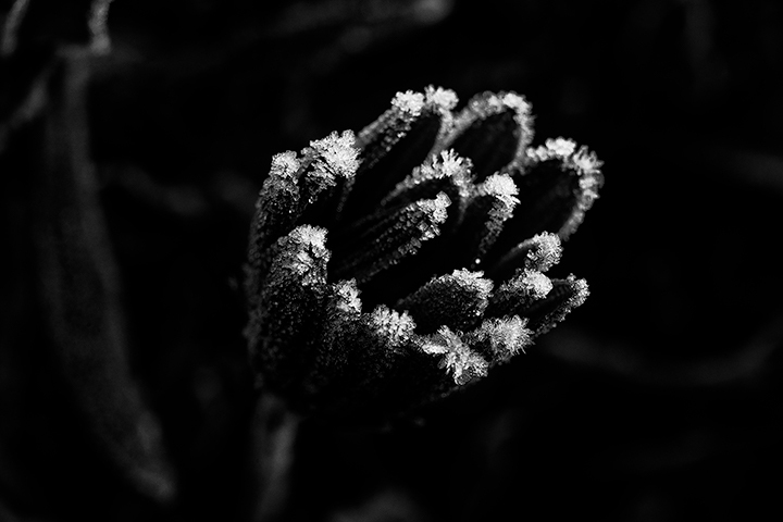LrD113-0594_B