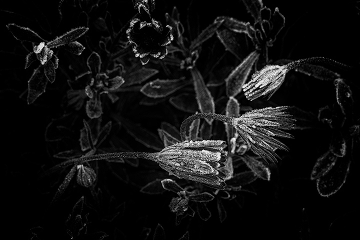 LrD113-0741_B