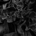 LrD113-0472_B