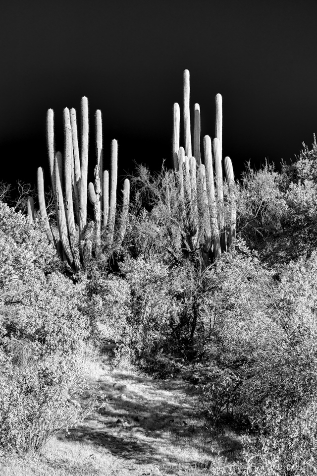 LrD141-8752_B — Silent Sentinels