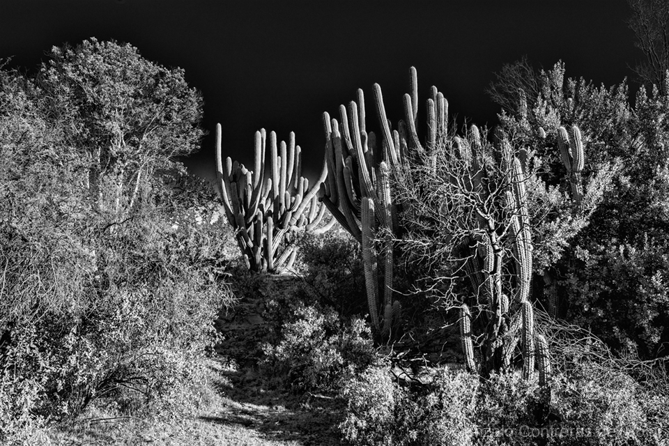 LrD141-8758_B — Silent Sentinels