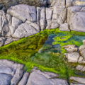 LrD141-8681 - Algae’s Return