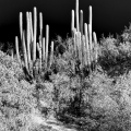 LrD141-8752_B — Silent Sentinels