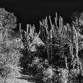 LrD141-8758_B — Silent Sentinels