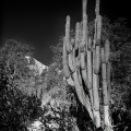 LrD141-8760_B — Silent Sentinels