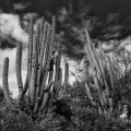 LrD141-8768_B — Silent Sentinels