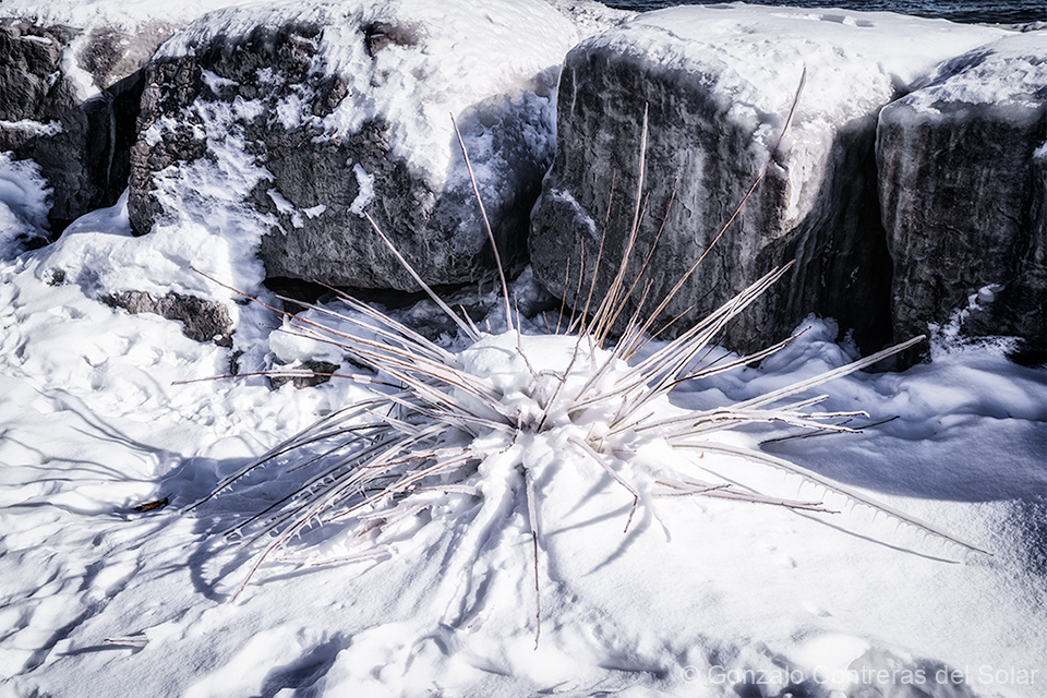 LrD143-9304 - Frozen Starburst