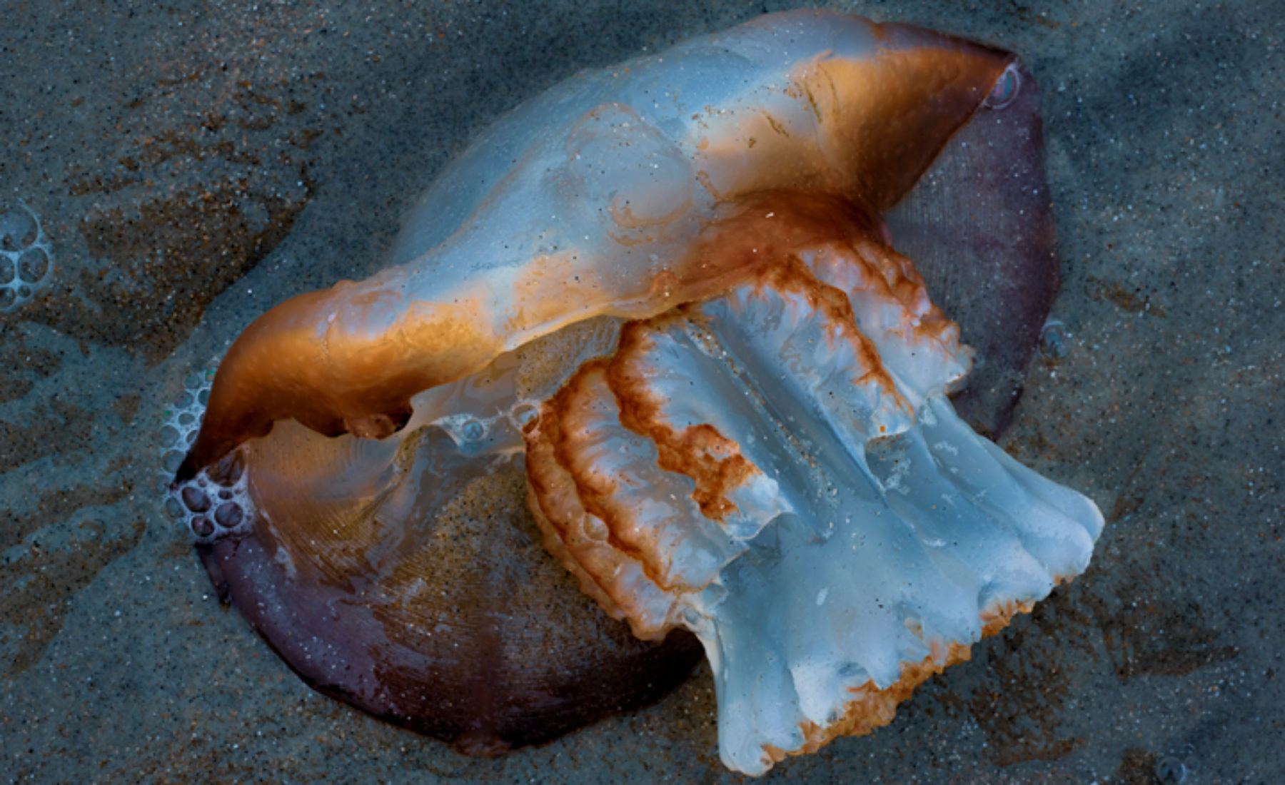 Hilton Head Island Jellyfish