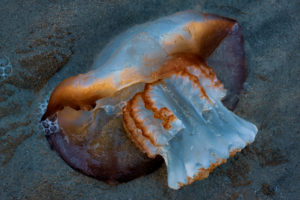Hilton Head Island Jellyfish