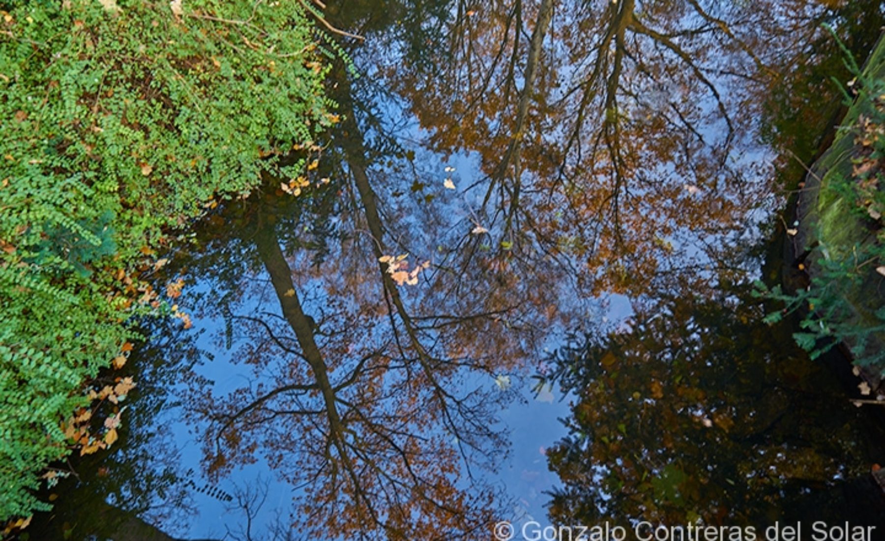 Tiergarten water mirror pond