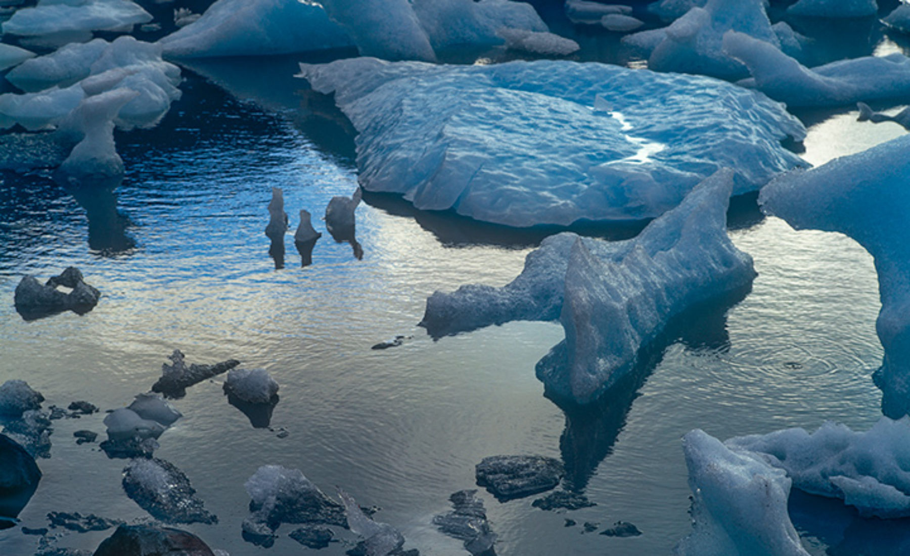 Grey Glacier icebergs