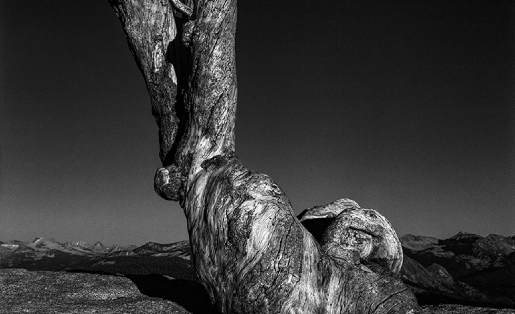 What Remains: The Jeffrey Pine Seen Differently