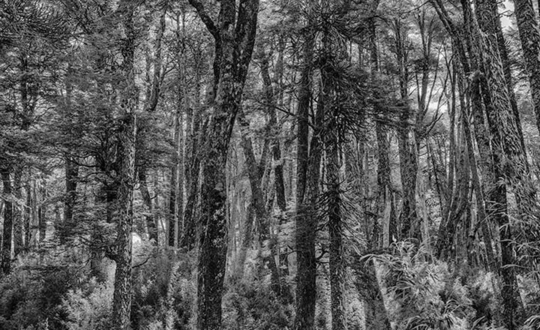 Conguillío tree trunks in Black & White